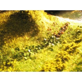 Ndetail - Rhubarbes Ndetail - Rhubarbes