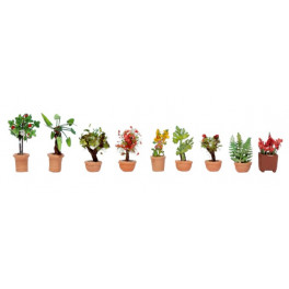 Plantes d'ornements en bacs Plantes d'ornements en bacs