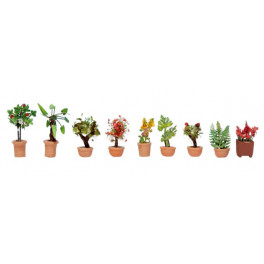 Plantes d'ornements en bacs