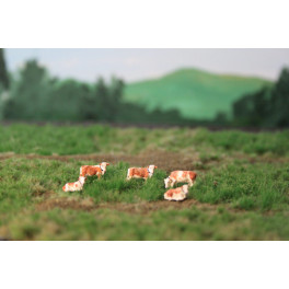 Vaches Simmental Vaches Simmental