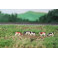 Vaches Holstein noires/brunes et blanches