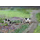 Veaux Holstein noirs et blancs