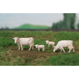 Vaches Charolaises Vaches Charolaises