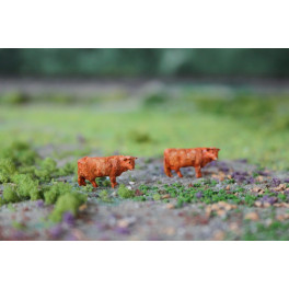 Vaches Highland brunes Vaches Highland brunes