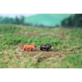Vaches Highland noire et brune Vaches Highland noire et brune