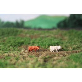 Vaches Highland crème et brune Vaches Highland crème et brune