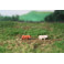 Vaches Highland crème et brune