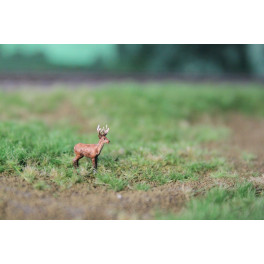Cerf élaphe Cerf élaphe