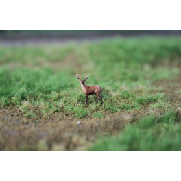 Cerf élaphe, regardant sur le côté Cerf élaphe, regardant sur le côté