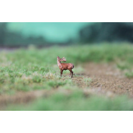 Cerf élaphe, bramant Cerf élaphe, bramant