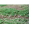 Marmottes