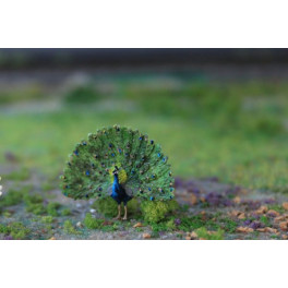 Paon bleu Paon bleu
