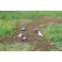 Pigeons