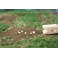 Poules Leghorn blanches