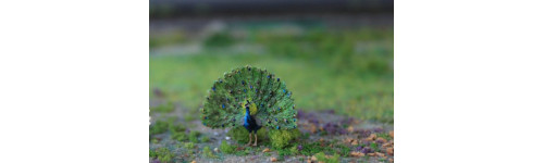 Oiseaux