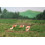 Vaches Simmental