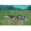 Vaches Holstein noires et blanches