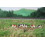 Vaches Holstein noires/brunes et blanches