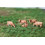 Vaches Limousines