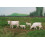 Vaches Charolaises