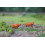 Vaches Highland brunes